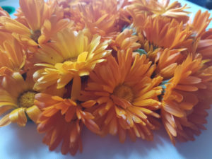 Ringelblume - Calendula off.