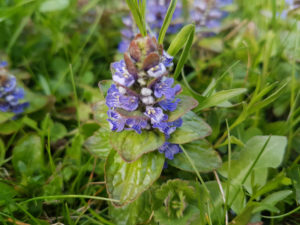 Kriechender Günsel - Ajuga reptans